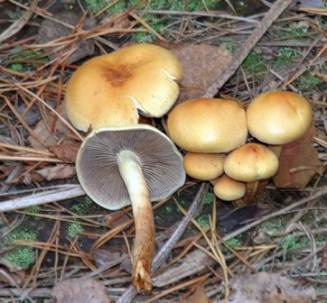   Hypholoma capnoides